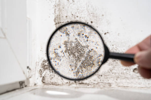 Best Black Mold Removal  in Bellows Falls, VT